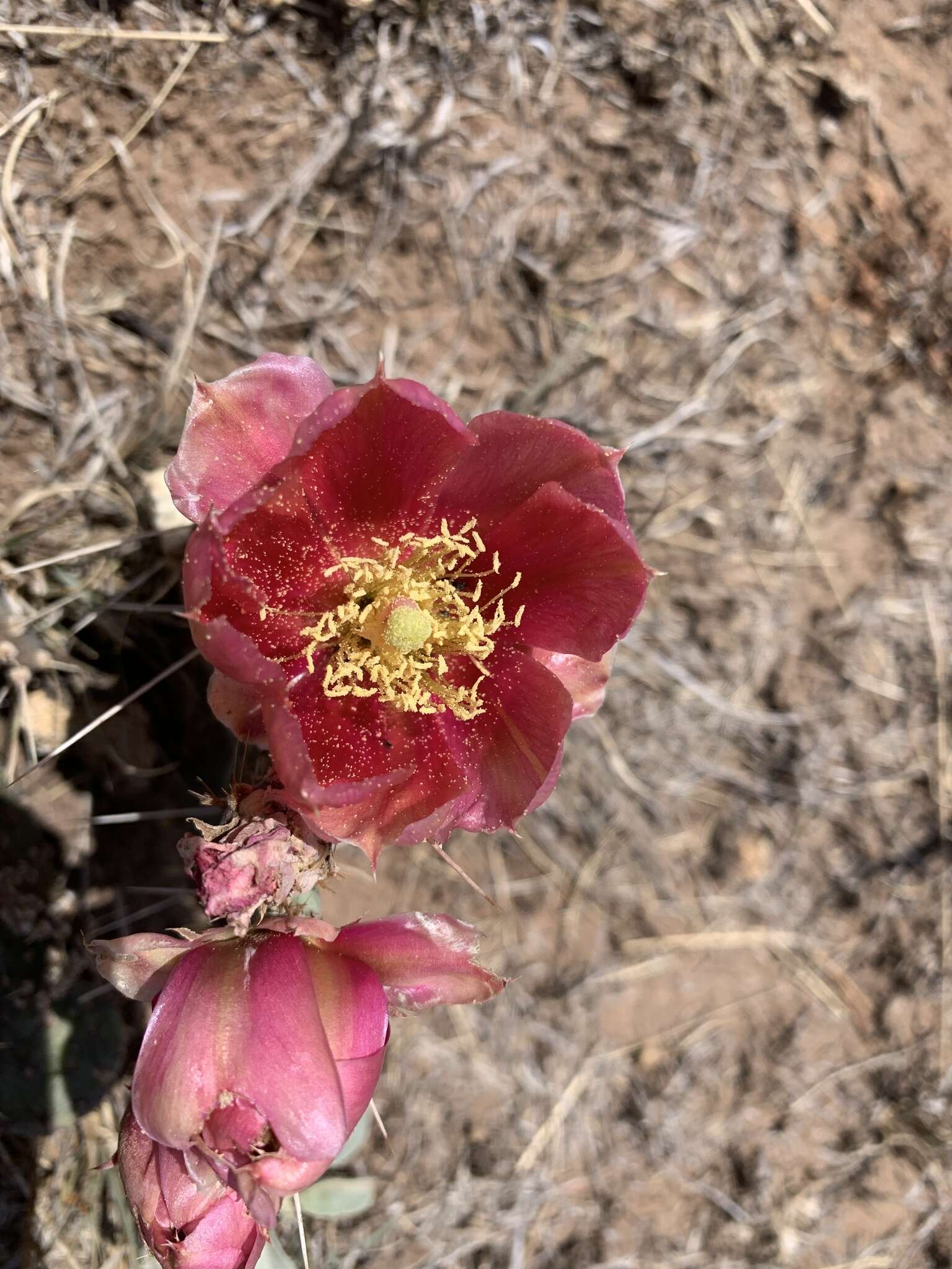 Image of twistspine pricklypear