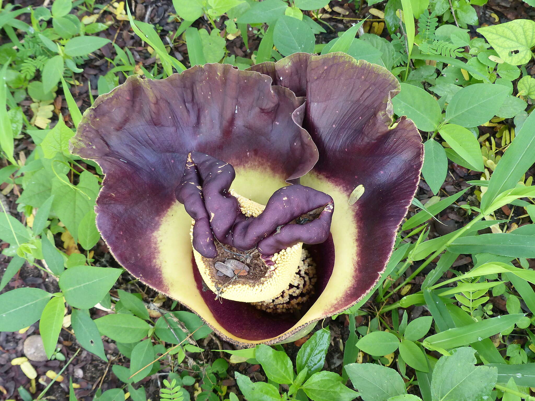 Image of Elephant foot yam