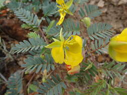 Chamaecrista serpens var. wrightii (A. Gray) H. S. Irwin & Barneby resmi