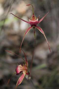 Image de Caladenia ferruginea Nicholls