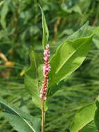 Sivun Persicaria amphibia var. emersa (Michx.) J. C. Hickman kuva