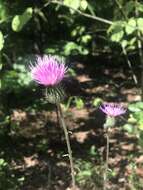 Image de Cirsium carolinianum (Walt.) Fern. & Schubert