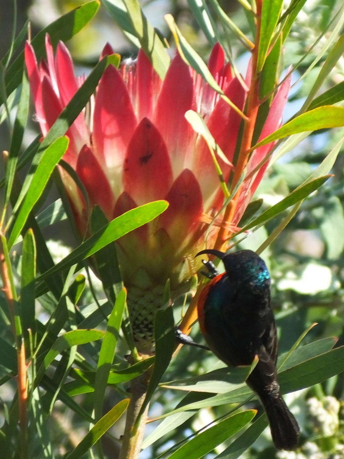 Image of Greater Double-collared Sunbird