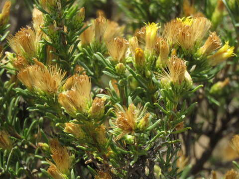 Image de Pteronia tricephala DC.