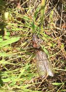 Image of Giant Salmonfly