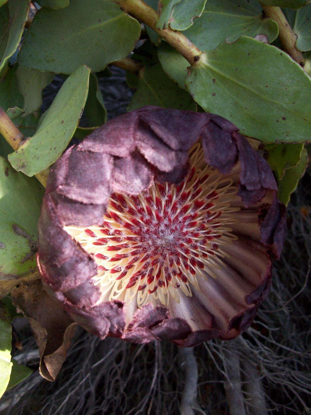 Image de Protea amplexicaulis (Salisb.) R. Br.