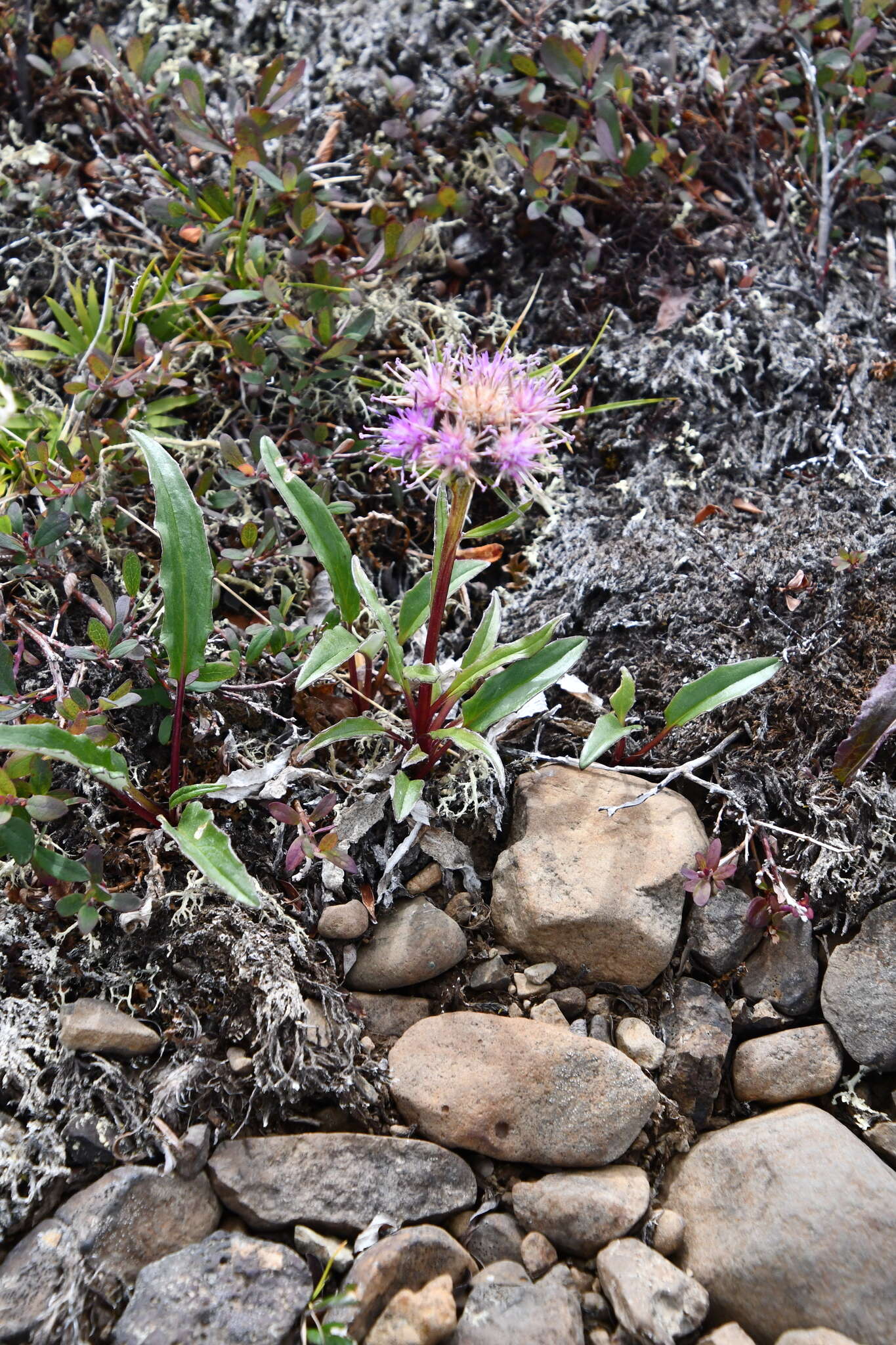 Image of Saussurea tilesii (Ledeb.) Ledeb.