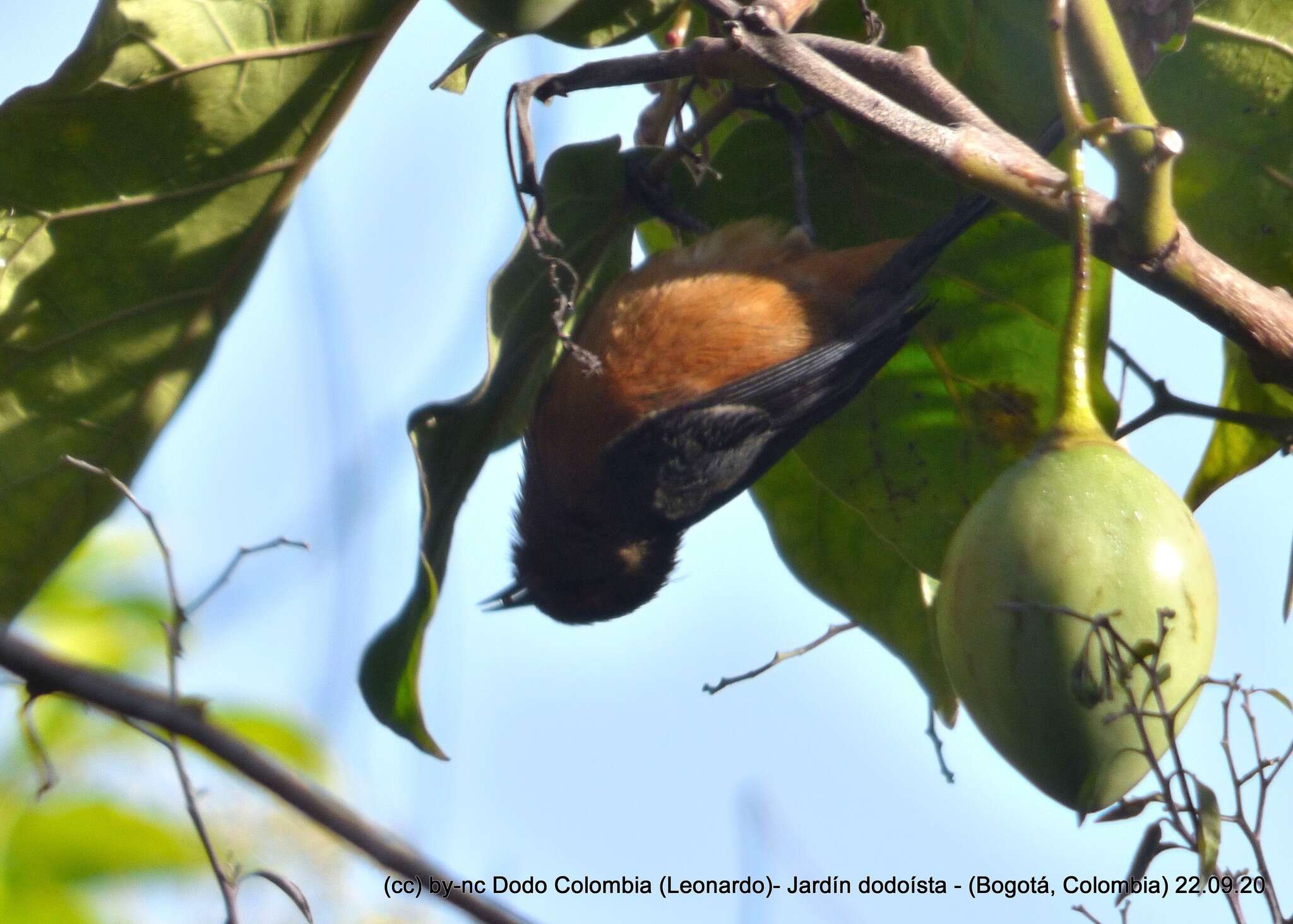 Image of Rufous-browed Conebill