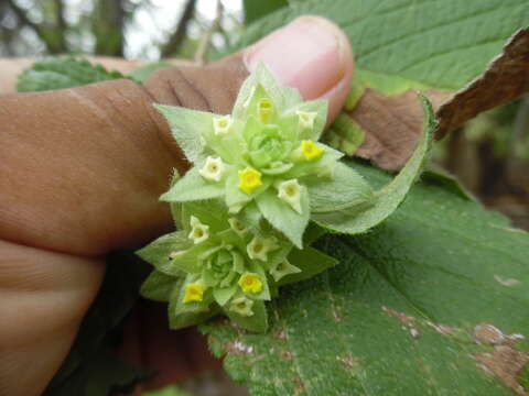 Image of Lippia bracteosa (M. Martens & Galeotti) Moldenke