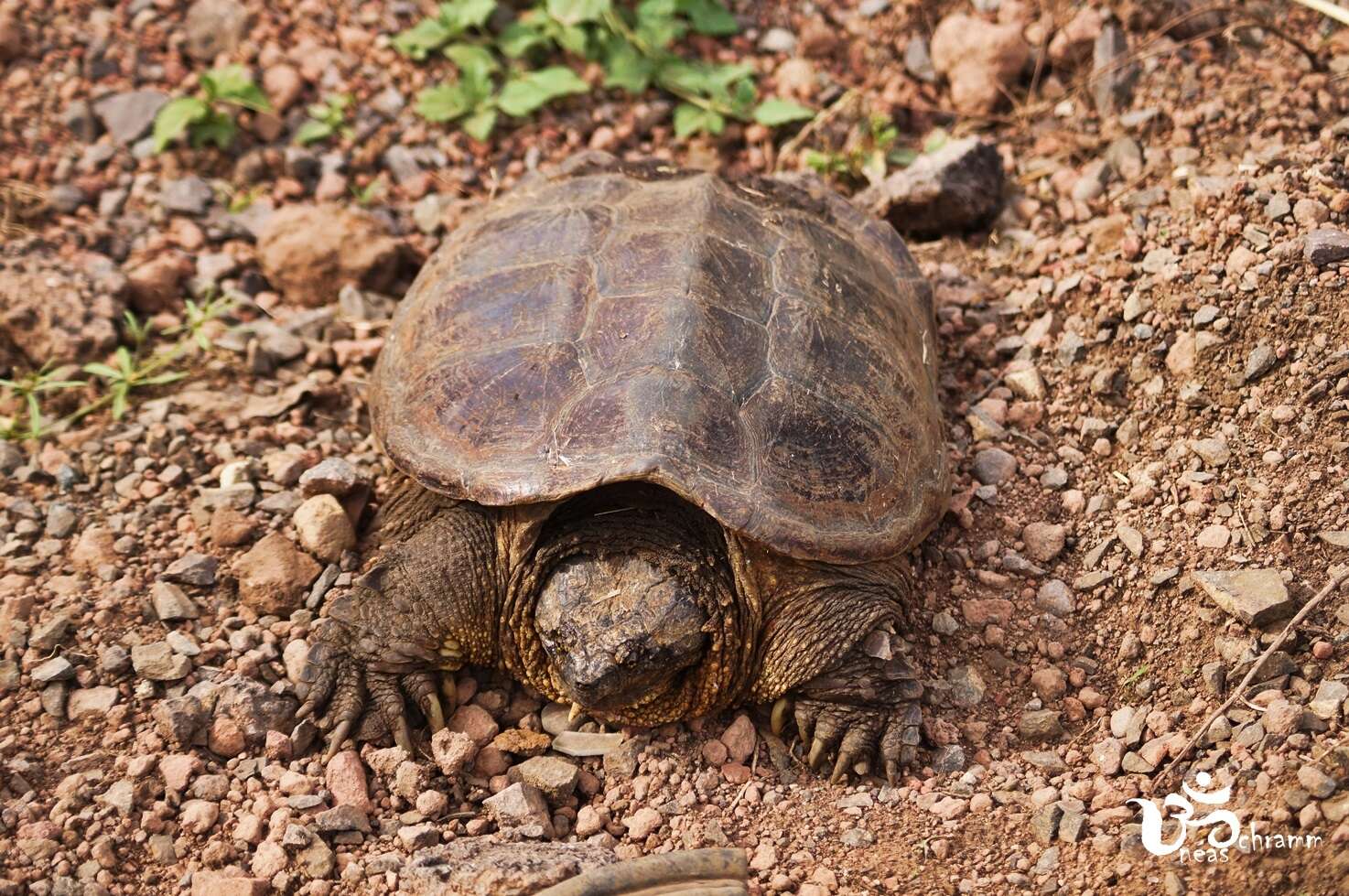 Image of South American snapping turtle