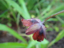 Calochortus pringlei B. L. Rob. resmi