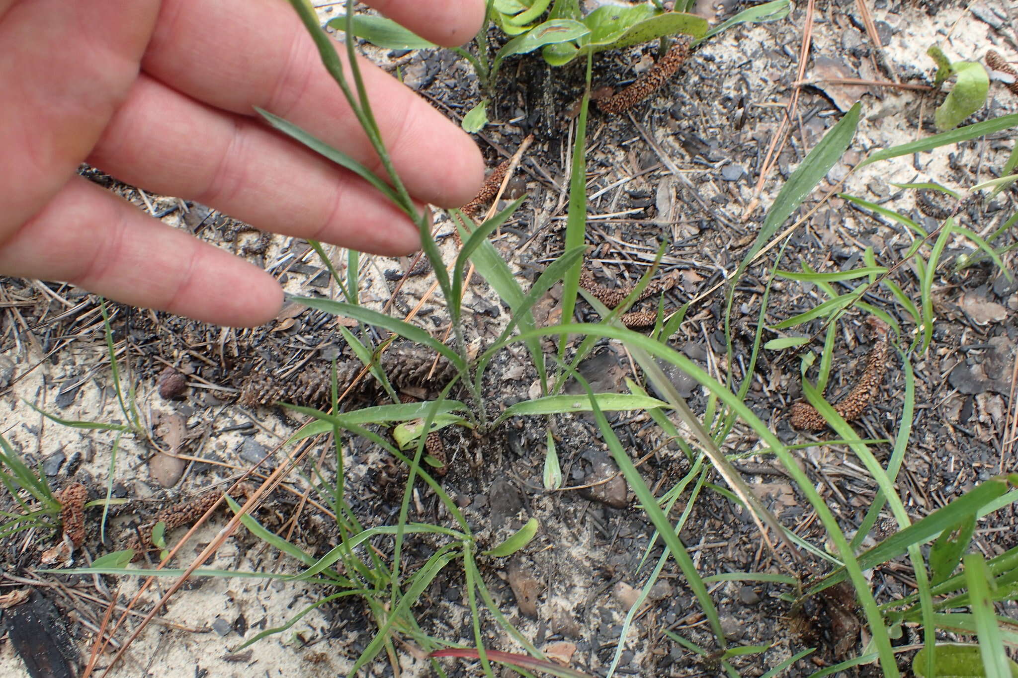 Image of Coastal-Plain Silk-Grass