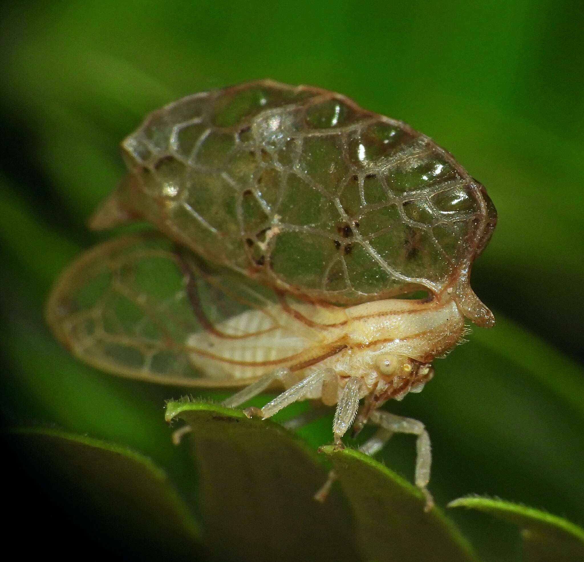 Imagem de Oeda (Oedacanthus) informis Westwood