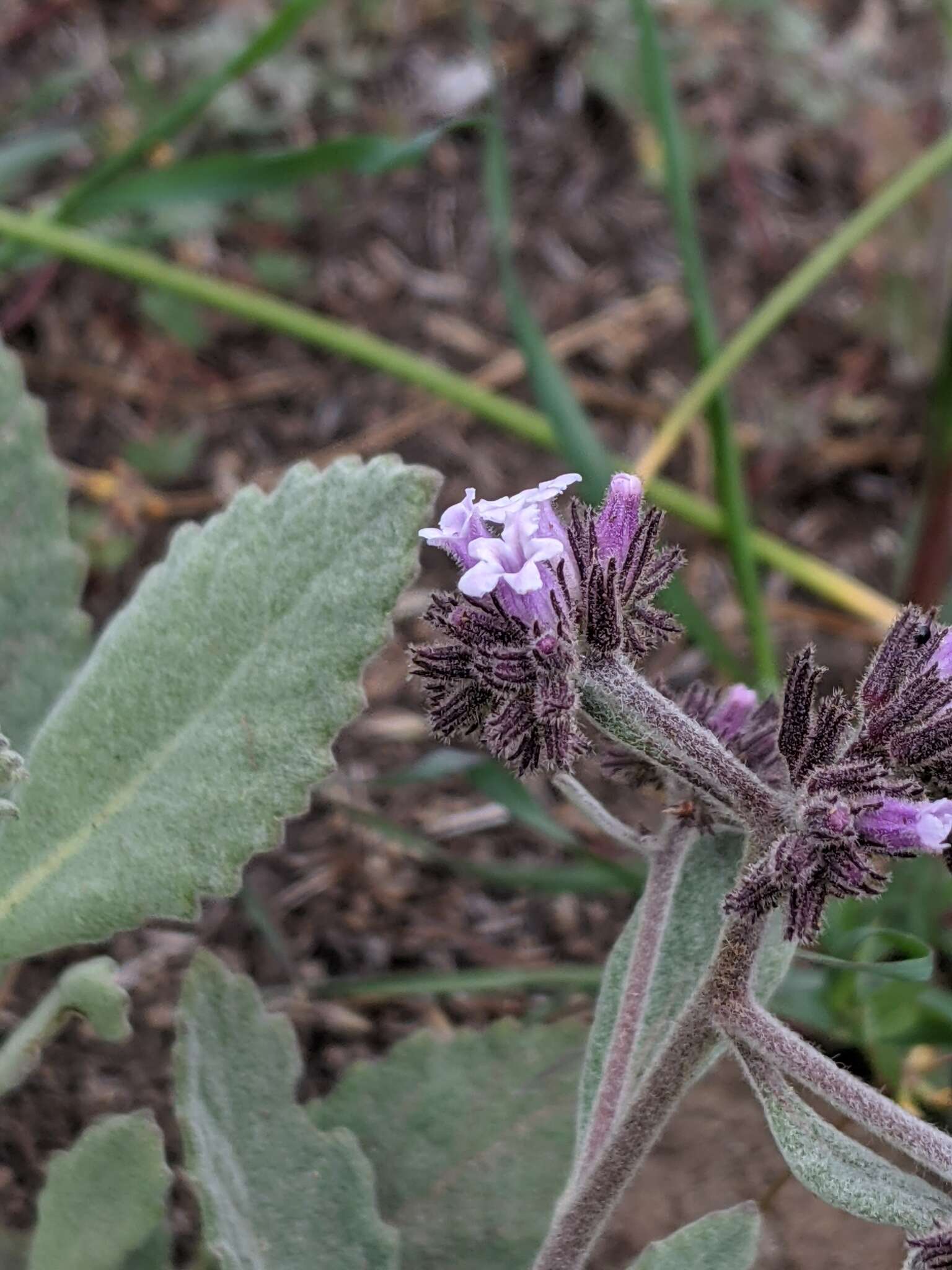 Sivun Eriodictyon traskiae subsp. traskiae kuva