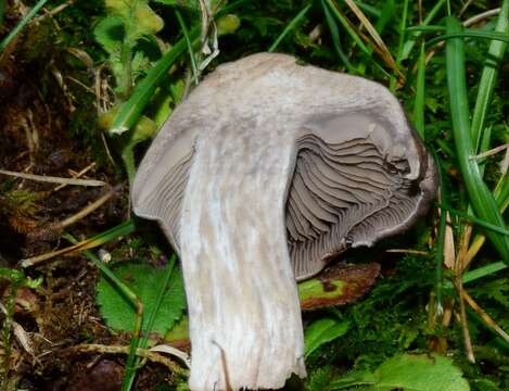 Image of Pseudotricholoma umbrosum (A. H. Sm. & M. B. Walters) Sánchez-García & Matheny 2014