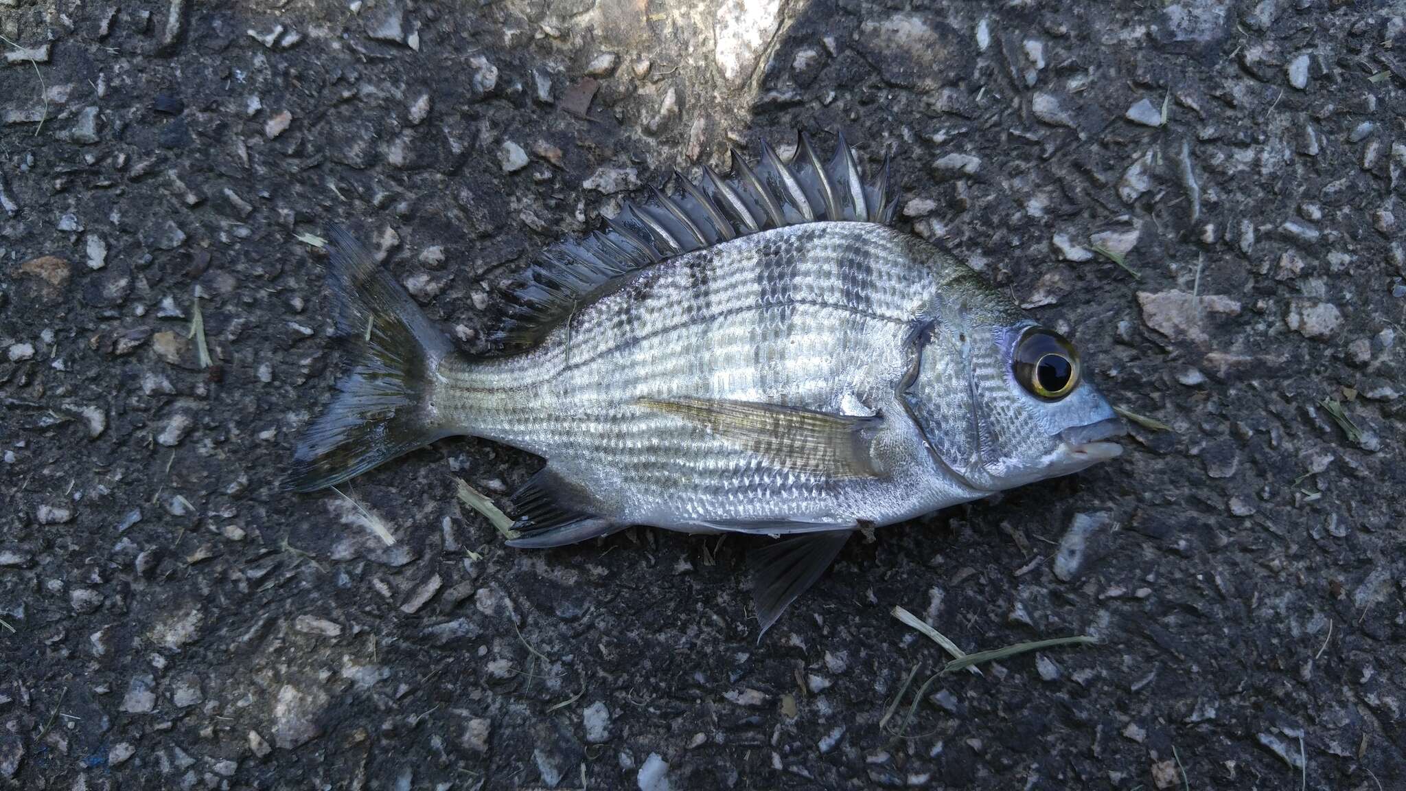 Image of Blackhead Seabream