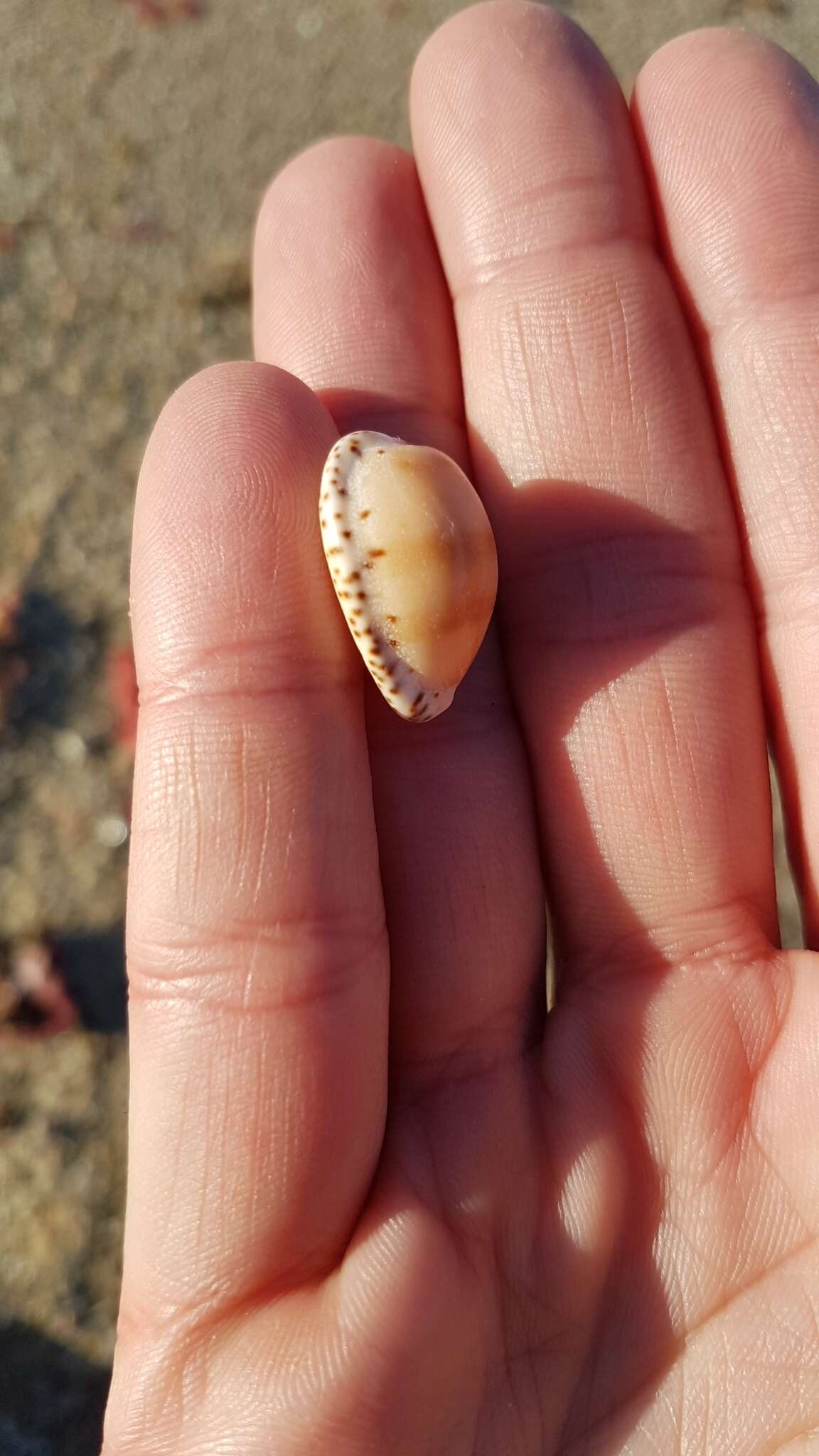 Image of Notocypraea comptonii (Gray 1847)