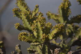 Sivun Euphorbia tortilis Rottler ex Ainslie kuva