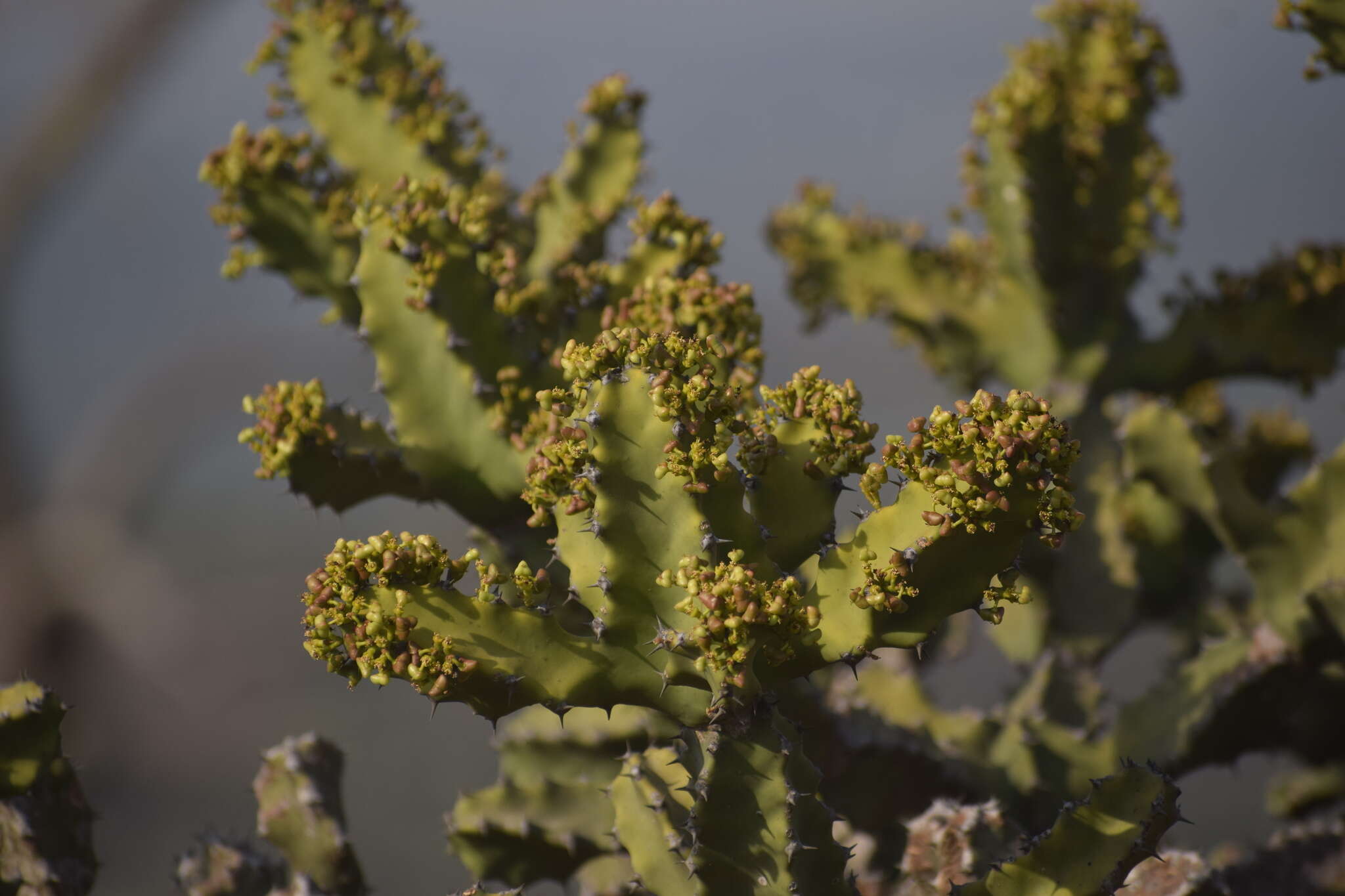 Image of Euphorbia tortilis Rottler ex Ainslie