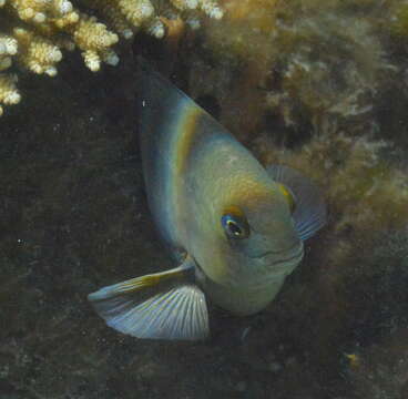 Image of dusky farmerfish