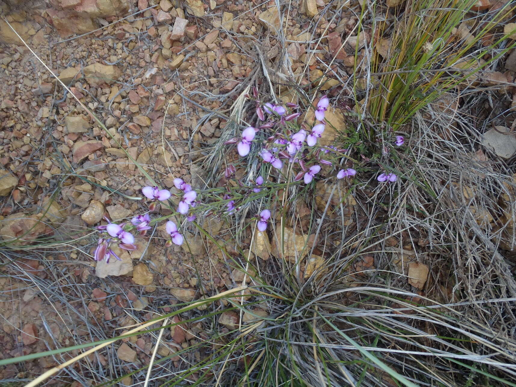 Image of Polygala microlopha var. microlopha