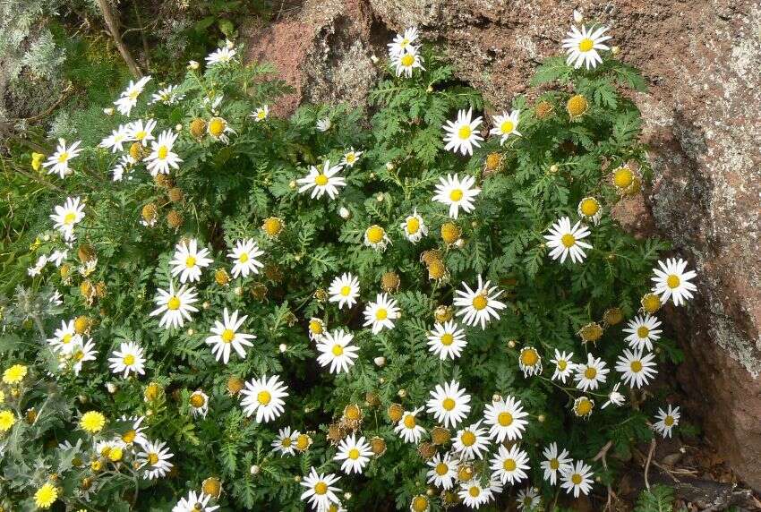 Plancia ëd Argyranthemum broussonetii (Pers.) C. J. Humphries