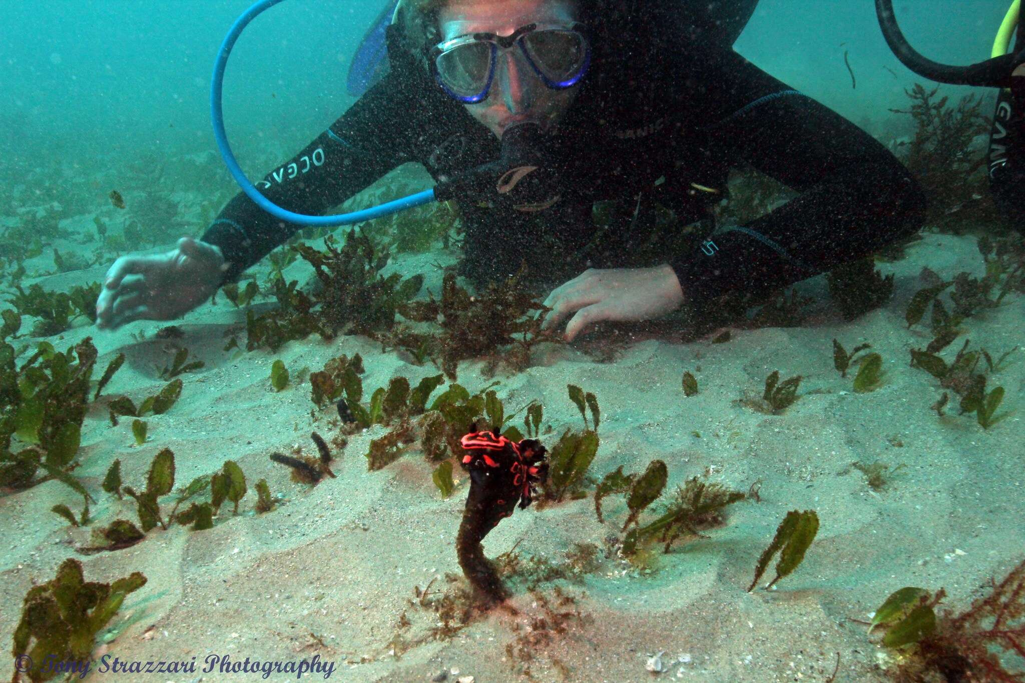 Image de Nembrotha rosannulata Pola, Cervera & Gosliner 2008