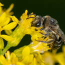 Colletes simulans armatus Patton 1879 resmi