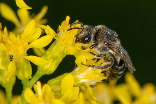 Image of Colletes simulans armatus Patton 1879