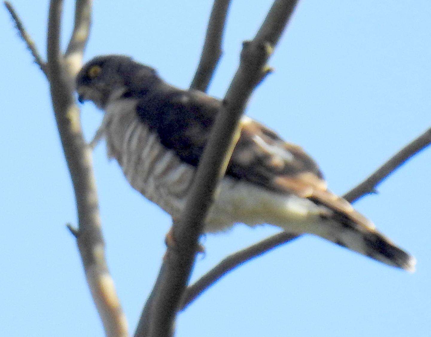 Image of African Cuckoo-Falcon