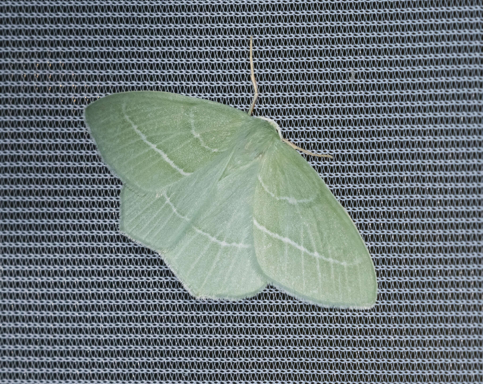 Image of small emerald moth