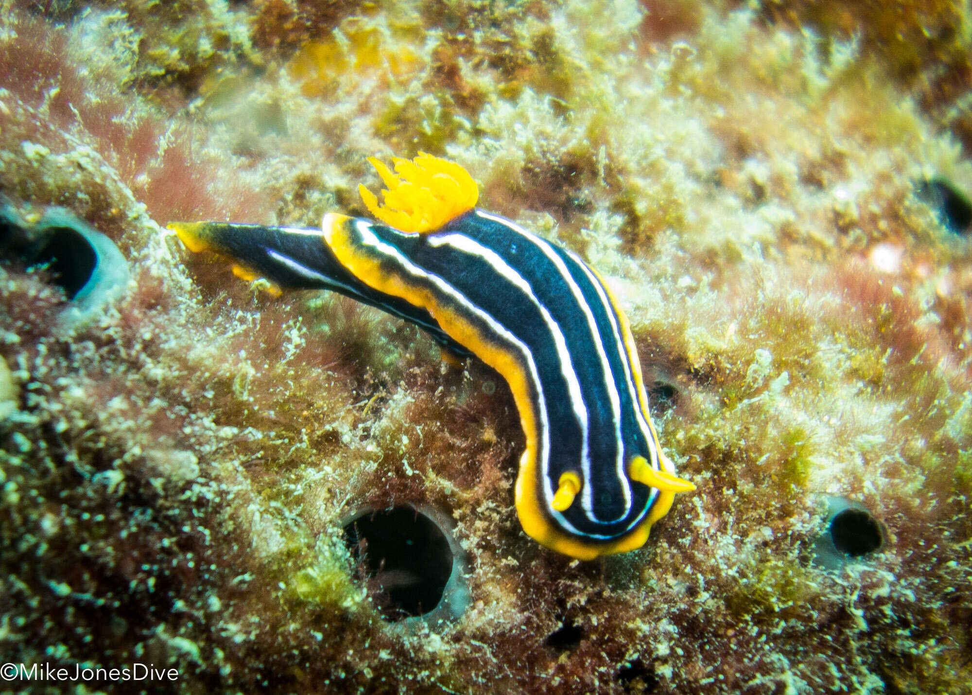 Image of Kuiter's black white orange slug