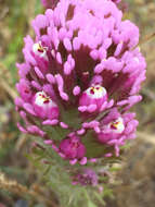 Image of exserted Indian paintbrush