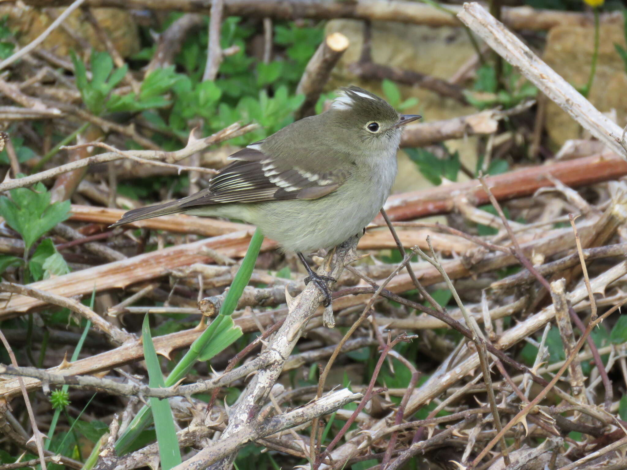 Image of White-crested Elaenia