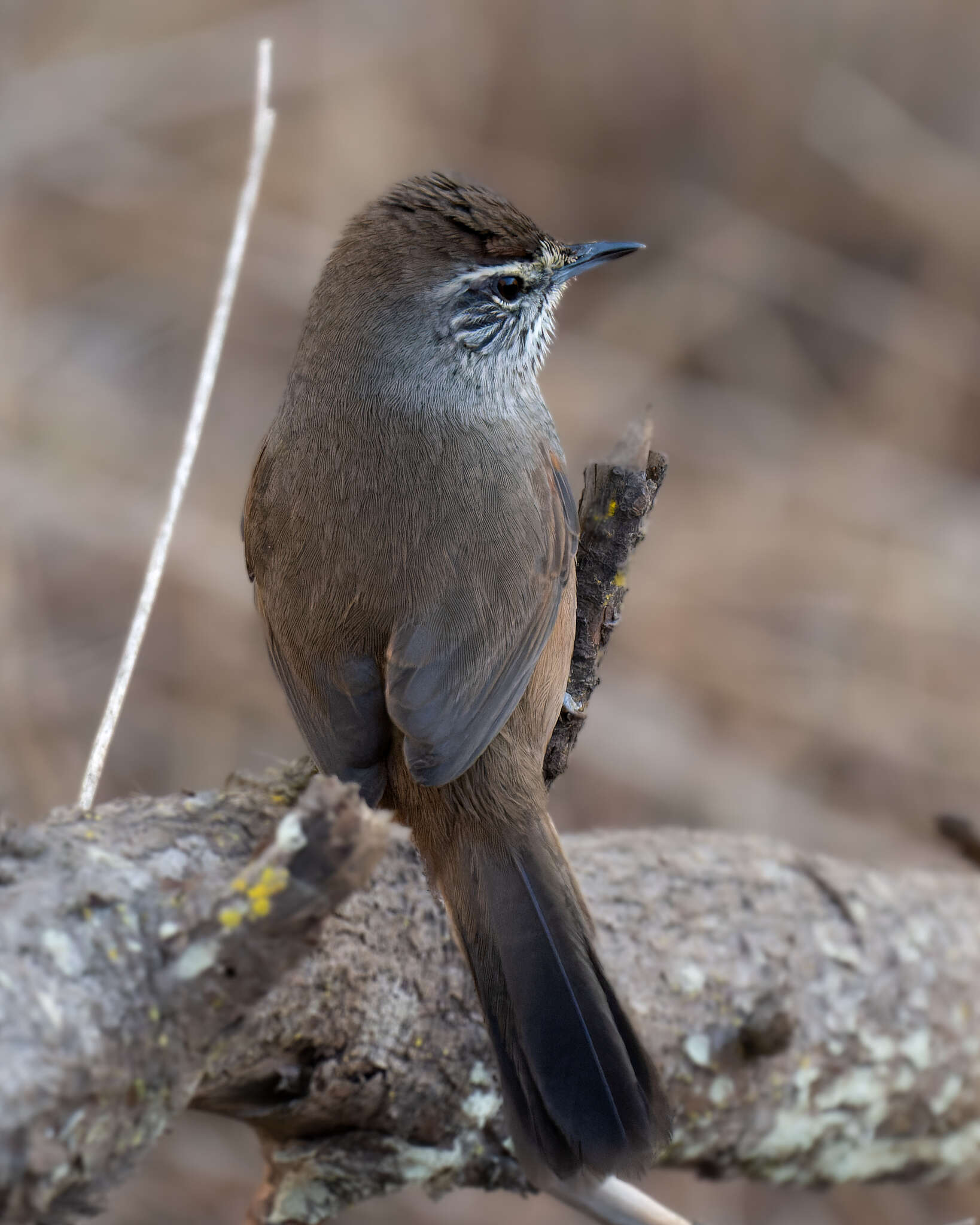 Image of Dusky-tailed Canastero