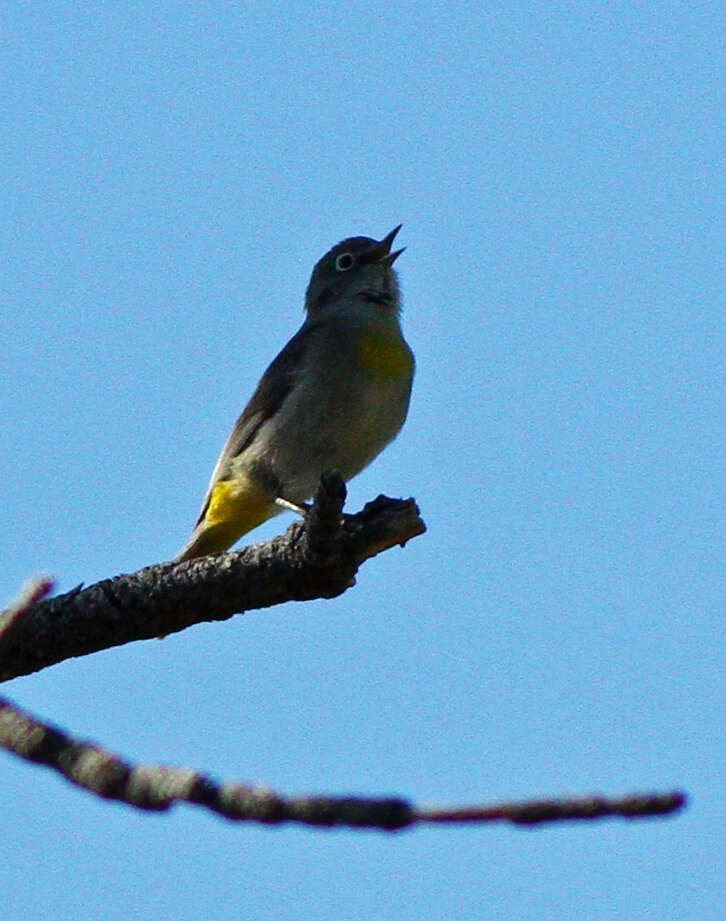 Image of Virginia's Warbler