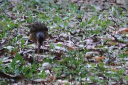 Image of Variegated Antpitta