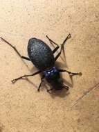 Image of Blue Ground Beetle