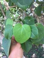 Image of Jatropha gaumeri Greenm.