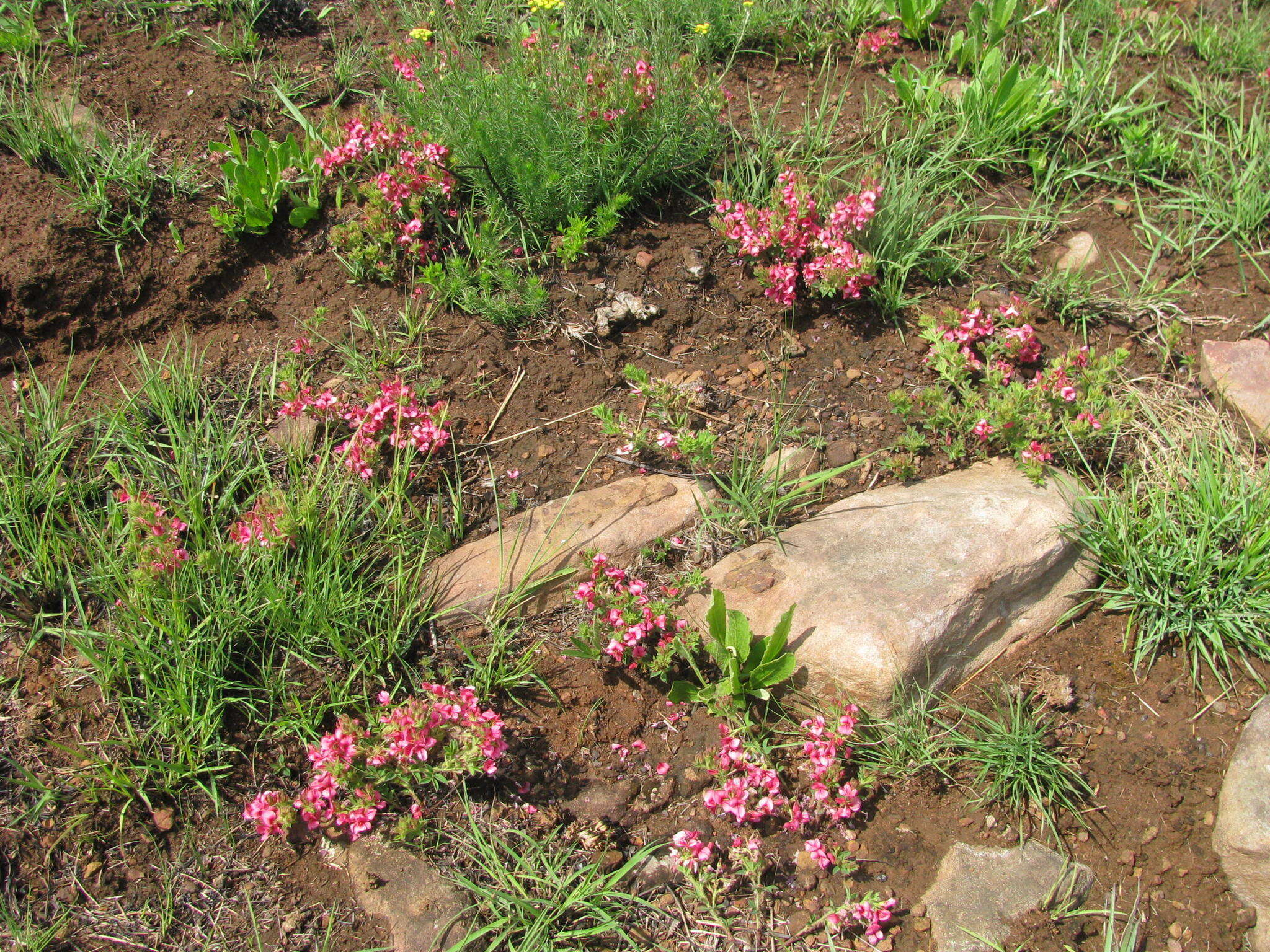 Image of Indigofera rubroglandulosa Germish.