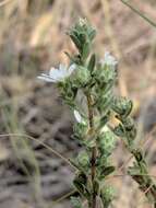 Image of white prairie aster