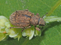 Imagem de Strophosoma (Strophosoma) melanogrammum (Forster 1771)