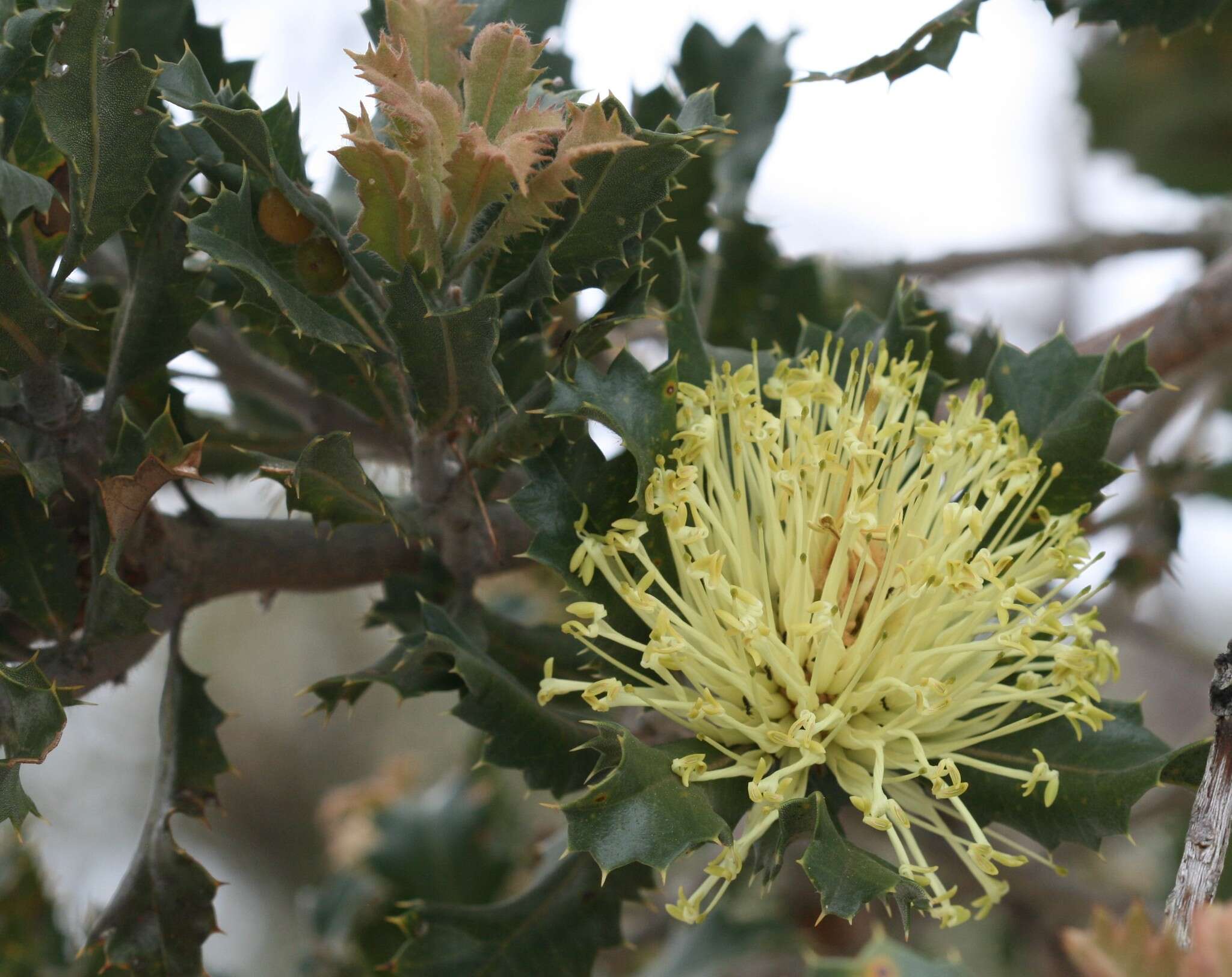 Sivun Banksia sessilis (Knight) A. R. Mast & K. R. Thiele kuva