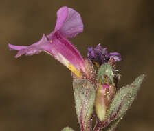 Image of annual redspot monkeyflower