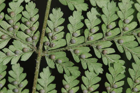 Dryopteris pseudocaenopteris (Kunze) Li Bing Zhang resmi