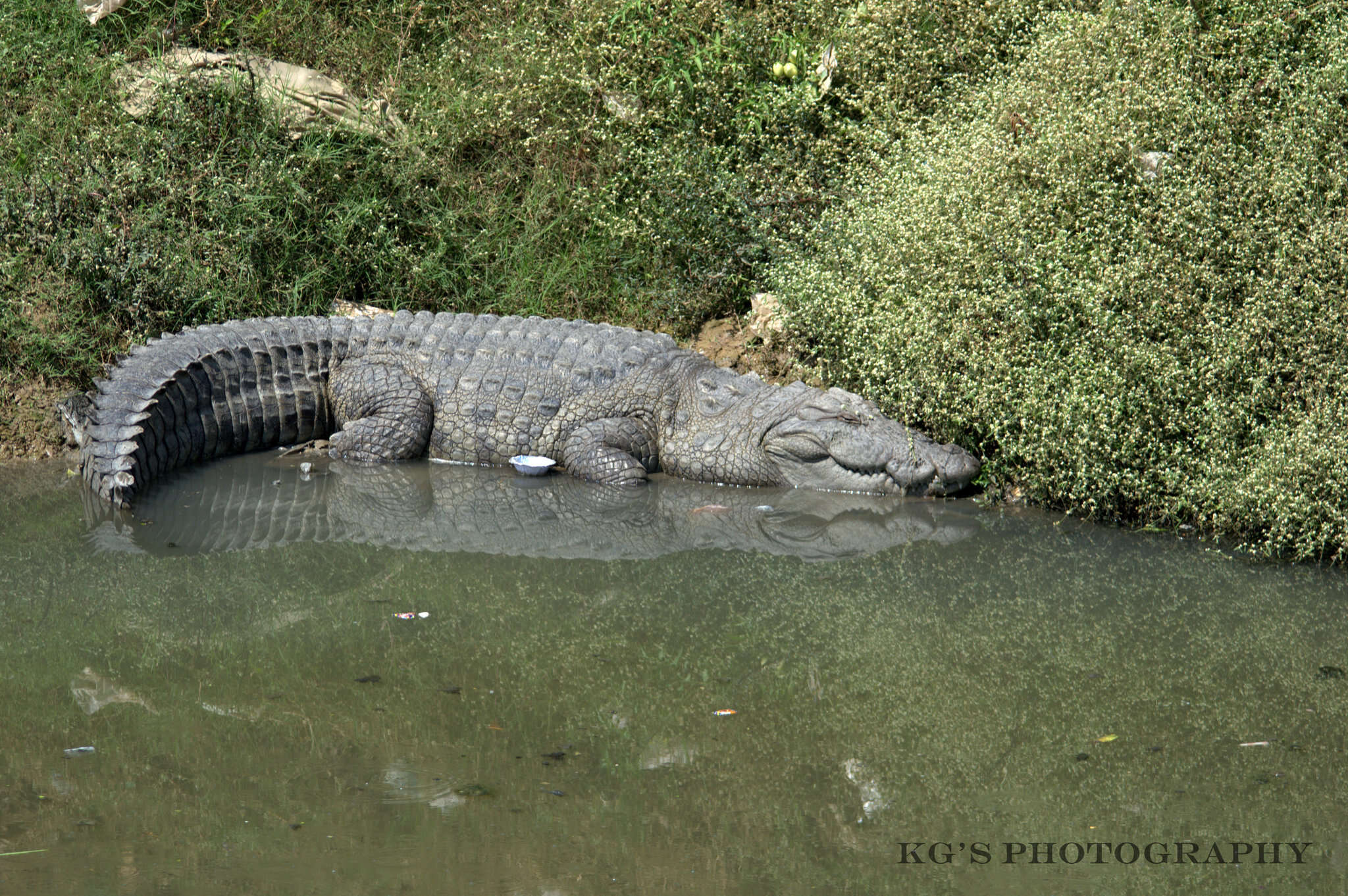 Image of Broad-snouted Crocodile