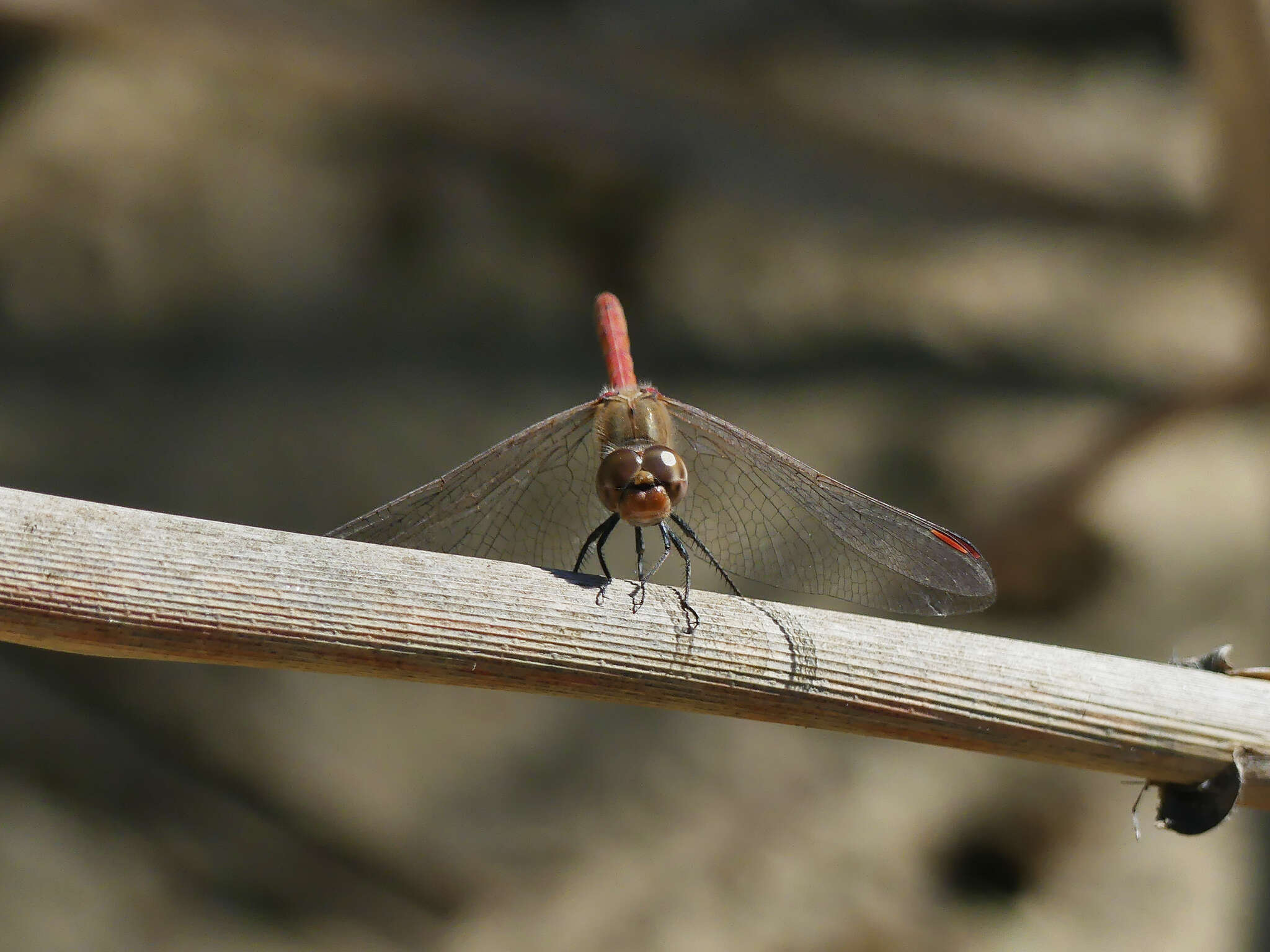 Image of Desert Darter