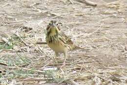 Image of Chestnut-eared Bunting