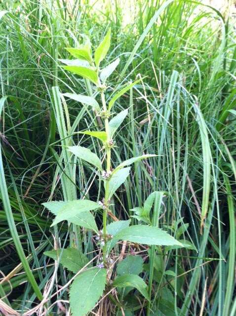 Image of wild mint