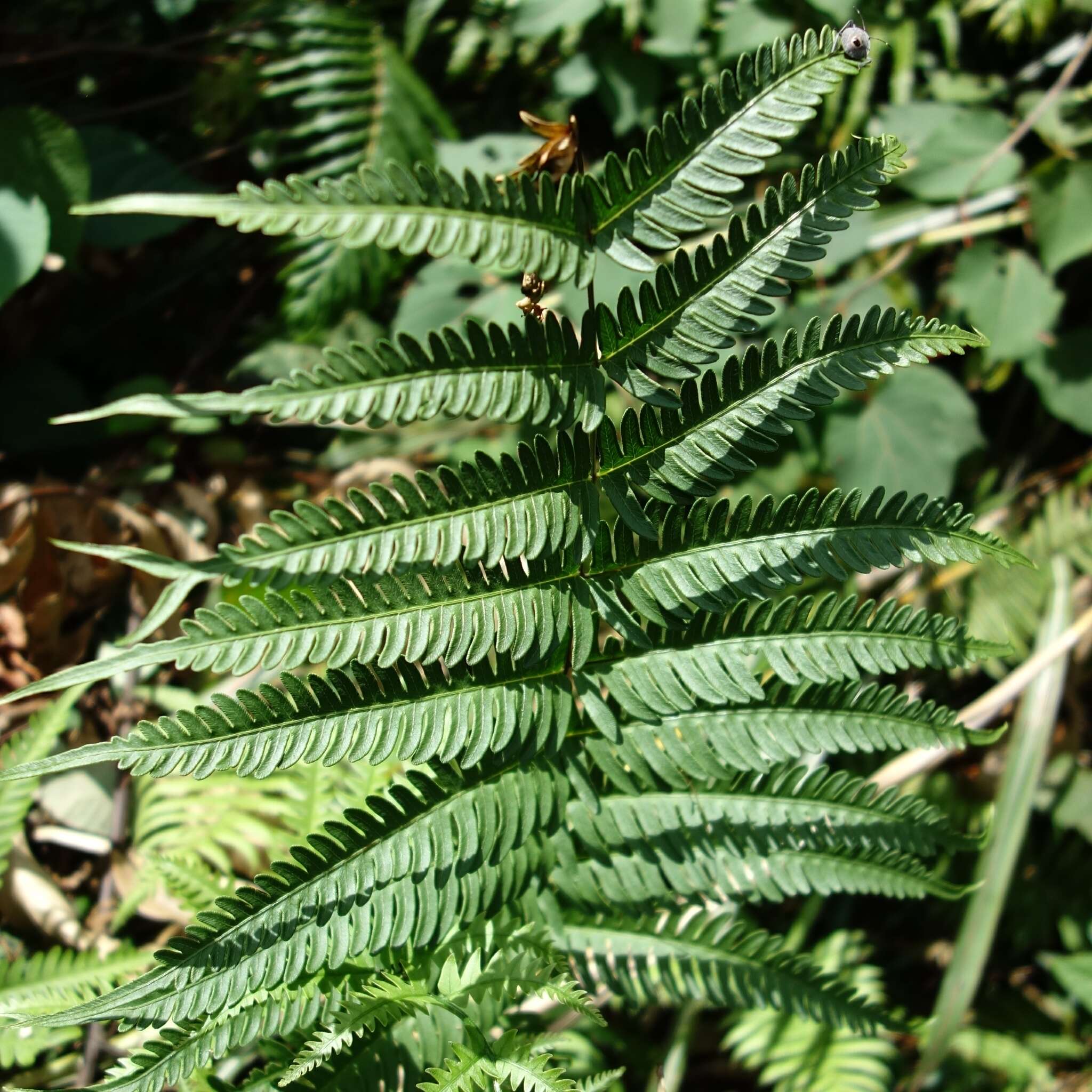 Image of Pteris arisanensis Tag.